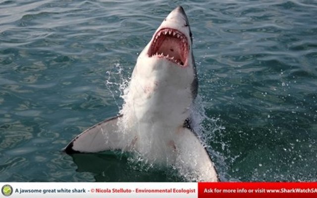 A Jawsome Great White Shark